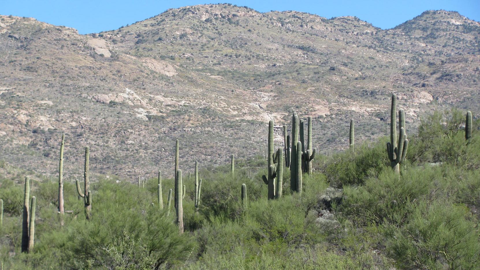 Check out the secret side of Tucson's Saguaro National Park